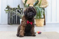 Sprout, a male Poodle - Miniature  for sale in Dundee, OH – 4 of 6