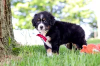 Grasshopper, a male Miniature Bernedoodle for sale in Dundee, OH – 4 of 4