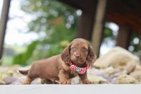Otto, a male Miniature Dachshund for sale in Dundee, OH – 2 of 6