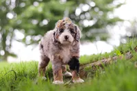 Mimosa, a female Miniature Bernedoodle for sale in Dundee, OH – 2 of 4