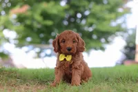 Gizmo, a male Miniature Goldendoodle for sale in Dundee, OH – 4 of 7