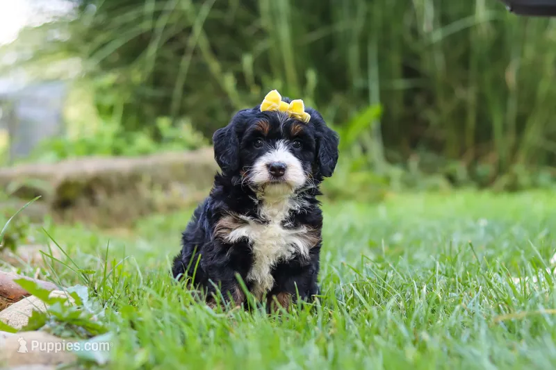Chiclet – Miniature Bernedoodle puppy for sale in Dundee, OH