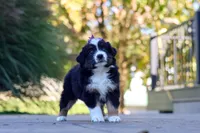 Zuzu, a female Miniature Australian Shepherd for sale in Dundee, OH – 5 of 6