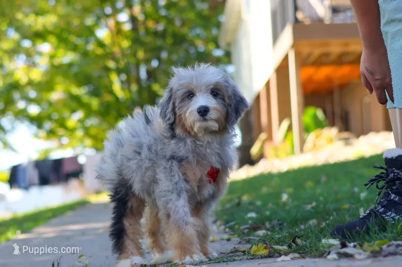 Deadpool – Miniature Bernedoodle puppy for sale in Dundee, OH