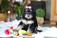 Shamrock , a female Bernedoodle for sale in Dundee, OH – Photo 3 of 7