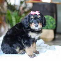 Shamrock , a female Bernedoodle for sale in Dundee, OH – Photo 2 of 7