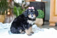 Shamrock , a female Bernedoodle for sale in Dundee, OH – Photo 2 of 7