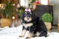 Shamrock , a female Bernedoodle for sale in Dundee, OH – Photo 1 of 7