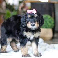 Shamrock , a female Bernedoodle for sale in Dundee, OH – Photo 4 of 7