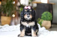 Shamrock , a female Bernedoodle for sale in Dundee, OH – Photo 5 of 7
