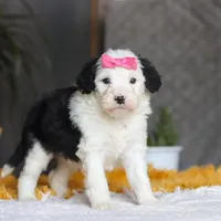 Chica, a female Sheepadoodle for sale in Dundee, OH – Photo 5 of 5