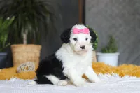 Chica, a female Sheepadoodle for sale in Dundee, OH – Photo 2 of 5