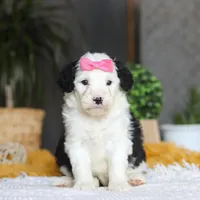 Chica, a female Sheepadoodle for sale in Dundee, OH – Photo 1 of 5