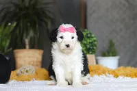 Chica, a female Sheepadoodle for sale in Dundee, OH – Photo 1 of 5