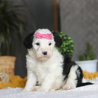 Chica, a female Sheepadoodle for sale in Dundee, OH – Photo 3 of 5