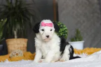 Chica, a female Sheepadoodle for sale in Dundee, OH – Photo 3 of 5