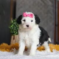 Chica, a female Sheepadoodle for sale in Dundee, OH – Photo 4 of 5