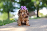 Clementine, a female Miniature Dachshund for sale in Dundee, OH – 7 of 8