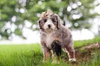 Mimosa, a female Miniature Bernedoodle for sale in Dundee, OH – 3 of 4