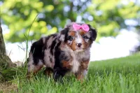 Firefly, a female Miniature Bernedoodle for sale in Dundee, OH – 2 of 4