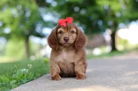 Sacajawea, a female Miniature Dachshund for sale in Dundee, OH – 6 of 9
