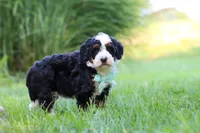 Pez, a male Miniature Bernedoodle for sale in Dundee, OH – 5 of 5