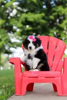 Cisco, a female Miniature Australian Shepherd for sale in Dundee, OH – 6 of 8
