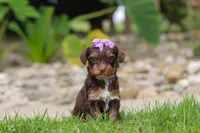 Bon Bon, a female Yorkipoo for sale in Dundee, OH – 4 of 8