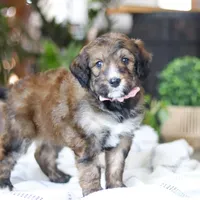 Charm, a female Bernedoodle for sale in Dundee, OH – Photo 6 of 8