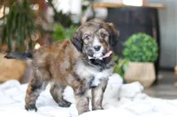 Charm, a female Bernedoodle for sale in Dundee, OH – Photo 6 of 8