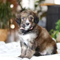 Charm, a female Bernedoodle for sale in Dundee, OH – Photo 4 of 8