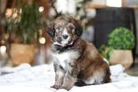 Charm, a female Bernedoodle for sale in Dundee, OH – Photo 4 of 8