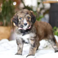 Charm, a female Bernedoodle for sale in Dundee, OH – Photo 2 of 8
