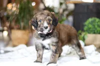 Charm, a female Bernedoodle for sale in Dundee, OH – Photo 2 of 8