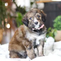 Charm, a female Bernedoodle for sale in Dundee, OH – Photo 5 of 8