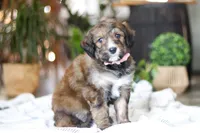Charm, a female Bernedoodle for sale in Dundee, OH – Photo 5 of 8