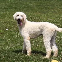 Charm, a female Bernedoodle for sale in Dundee, OH – Photo 8 of 8