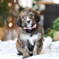 Charm, a female Bernedoodle for sale in Dundee, OH – Photo 1 of 8