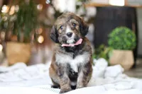 Charm, a female Bernedoodle for sale in Dundee, OH – Photo 1 of 8