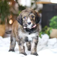 Charm, a female Bernedoodle for sale in Dundee, OH – Photo 3 of 8