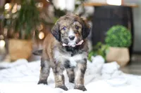 Charm, a female Bernedoodle for sale in Dundee, OH – Photo 3 of 8