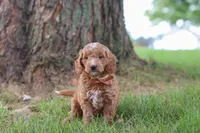 Merlin, a male Miniature Goldendoodle for sale in Dundee, OH – 5 of 6
