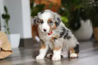 Ghirardelli, a male Miniature Australian Shepherd for sale in Dundee, OH – Photo 5 of 8