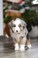 Ghirardelli, a male Miniature Australian Shepherd for sale in Dundee, OH – Photo 8 of 8