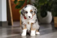 Ghirardelli, a male Miniature Australian Shepherd for sale in Dundee, OH – Photo 1 of 8