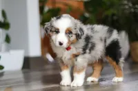 Ghirardelli, a male Miniature Australian Shepherd for sale in Dundee, OH – Photo 6 of 8