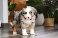 Ghirardelli, a male Miniature Australian Shepherd for sale in Dundee, OH – Photo 3 of 8