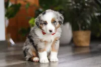 Ghirardelli, a male Miniature Australian Shepherd for sale in Dundee, OH – Photo 7 of 8