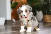 Ghirardelli, a male Miniature Australian Shepherd for sale in Dundee, OH – Photo 4 of 8