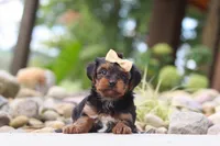 Torte, a female Yorkipoo for sale in Dundee, OH – 4 of 7
